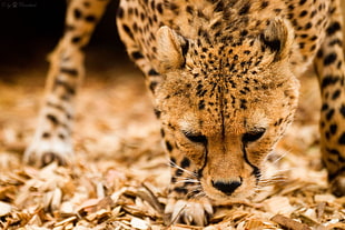 cheetah on dried leaves