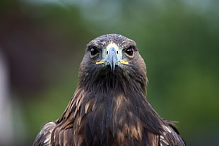 black and brown eagle illustration HD wallpaper
