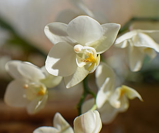 closeup photo of white orchid flower