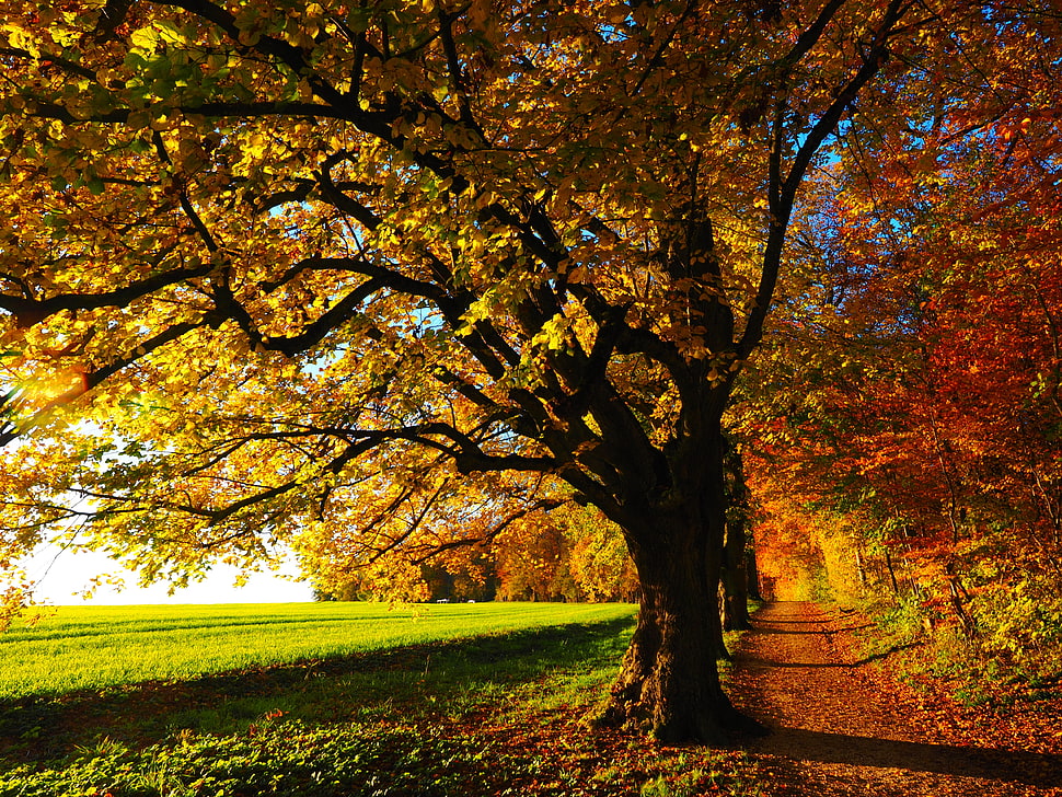 landscape photography of autumn tree HD wallpaper