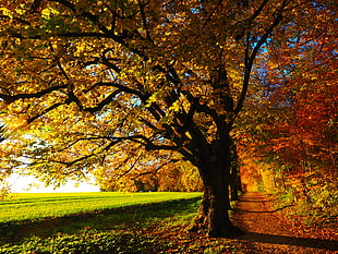 landscape photography of autumn tree