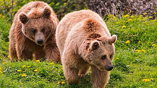 two brown bears on green grass during daytime