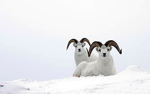 wildlife photography of two white-and-brown Rams