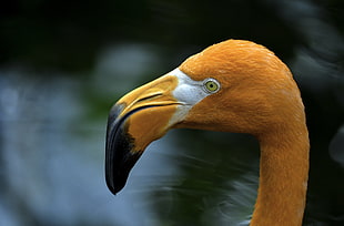 selective focus photography of orange curve beak Aves, flamingo