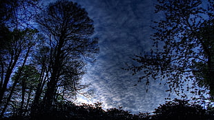 silhouette of trees under grey clouds and blue sky