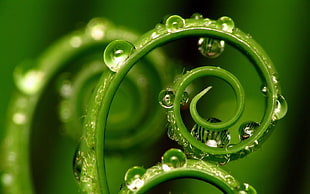 close up photography green curling leaf with dew drops