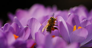 yellow and black Bee on purple flower HD wallpaper
