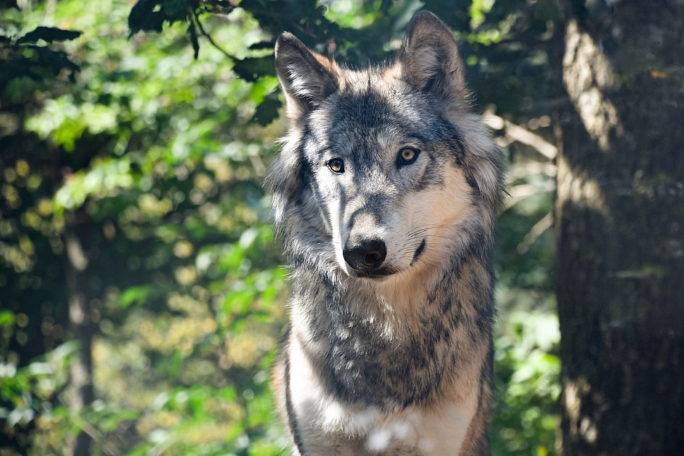 gray and white wolf HD wallpaper