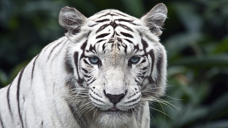 albino tiger, animals, tiger, Singapore, white HD wallpaper