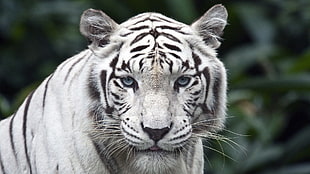 albino tiger, animals, tiger, Singapore, white HD wallpaper