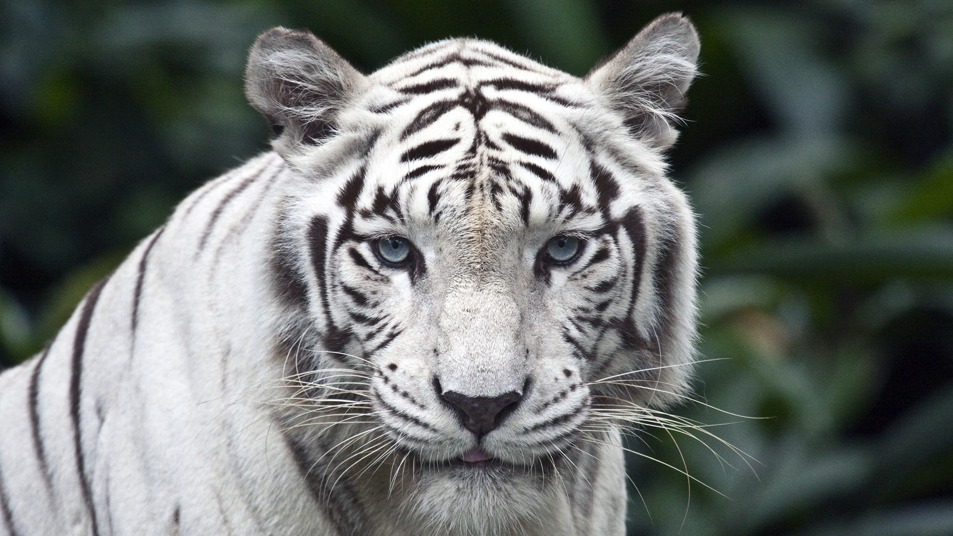 albino tiger, animals, tiger, Singapore, white