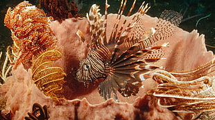 two brown and white ceramic decors, lionfish, coral, nature, sea