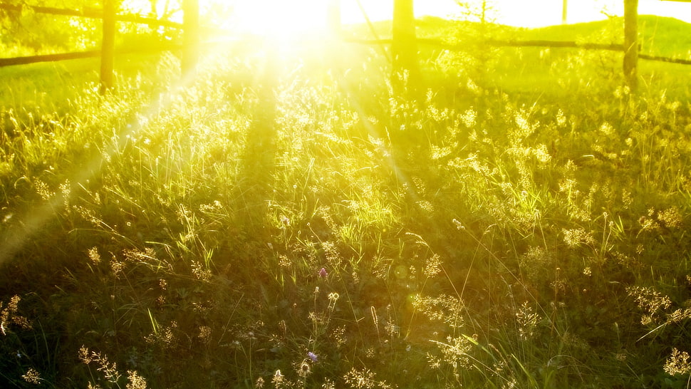 green outdoor plants HD wallpaper
