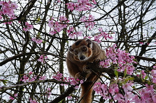 brown animal in close up photography HD wallpaper