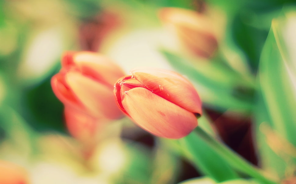 red tulip close-up photo HD wallpaper