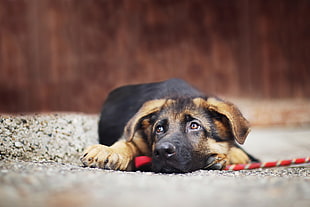 selective focus photography of black and tan German Shepherd puppy lying on concrete road