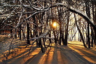 black and brown wooden table decor, snow, sunlight, trees, Sun