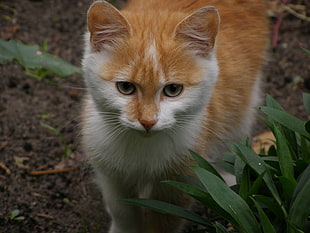 brown and white short coated kitten on backyard