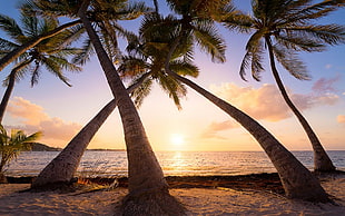 five brown trees, nature, landscape, beach, palm trees HD wallpaper