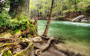 green leaved tree beside body of water