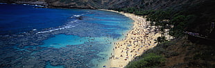 blue body of water, beach, sea, palm trees HD wallpaper