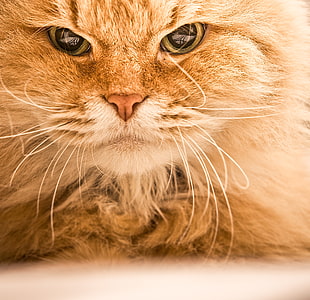 orange long-fur cat on focus photo