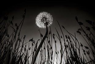 white dandelion leafed highlight greyscale photo HD wallpaper