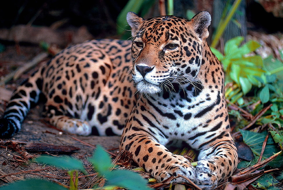 leopard reclining on ground HD wallpaper