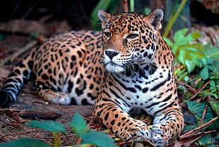 leopard reclining on ground