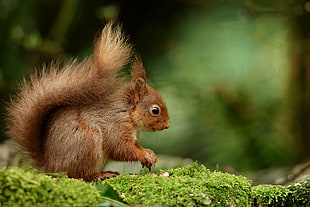 brown Squirrel HD wallpaper