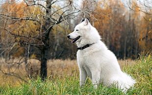 adult medium double coated white dog on green grass during daytime HD wallpaper