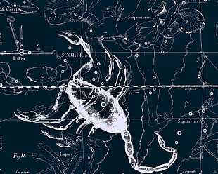 zodiac illustration, map, stars, scorpions