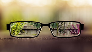 black framed eyeglasses with plants reflection