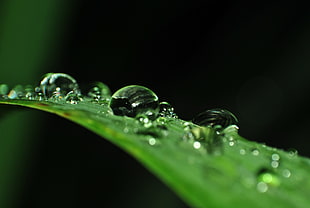 nature, water, plant, leaf