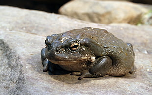 green frog on gray rock