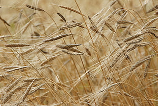 til lens shot of wheat field