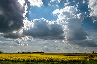 clouds and green grass, Bulgaria, landscape HD wallpaper