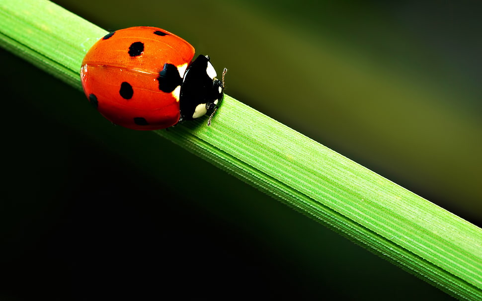 Seven-spotted Ladybird on green leaf in macro photography during daytime HD wallpaper