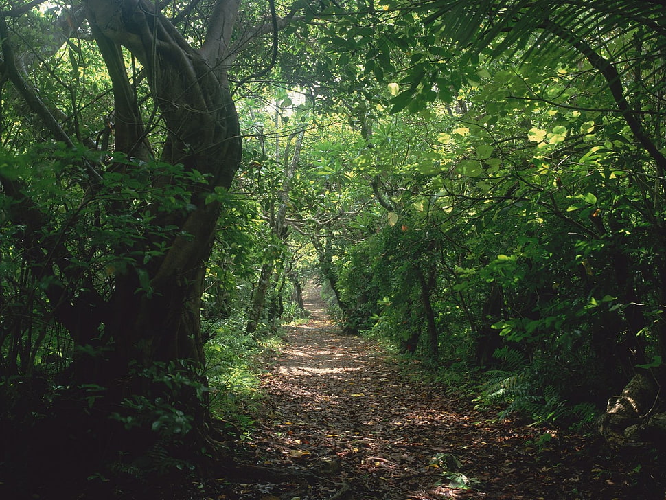 forest during daytime photograph HD wallpaper