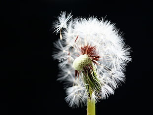 selective photo of a dandelion