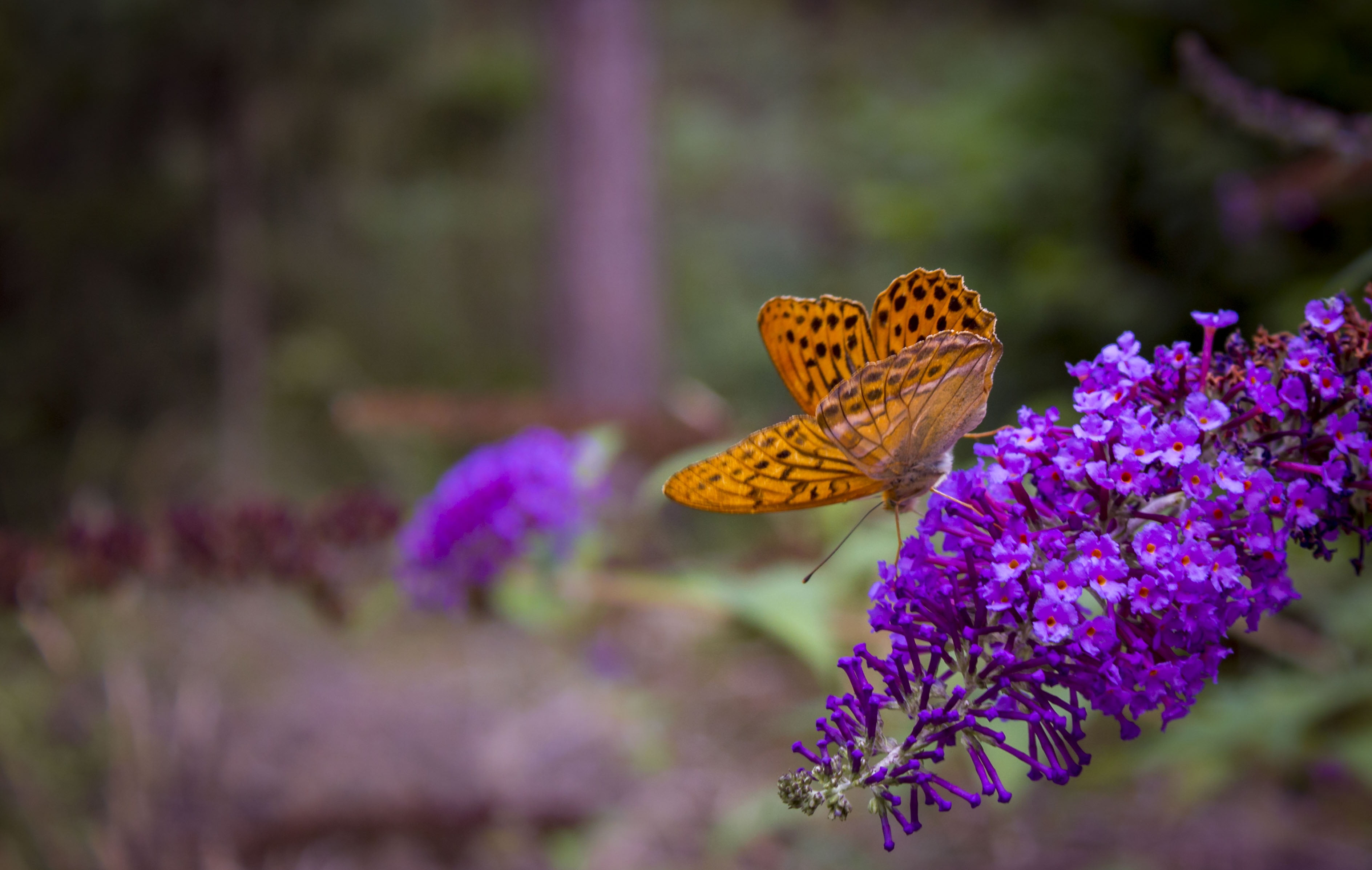 Бабочки фиолетового цвета. Бабочка на цветке. Бабочка Макросъемка. Сиреневые бабочки. Бабочка фиолетовая.