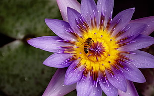 purple and yellow petaled flower, nature, flowers, bees, plants