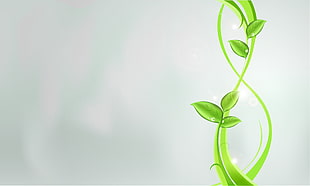 green plant illustration