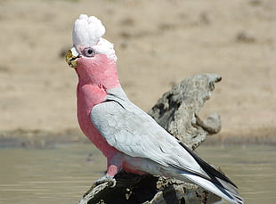 pink and white bird close-up photography