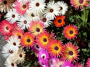 white,pink, and brown flowers