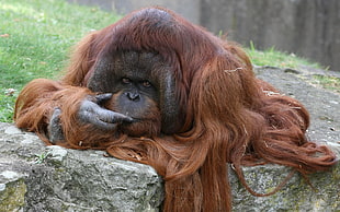 Orangutan photo HD wallpaper