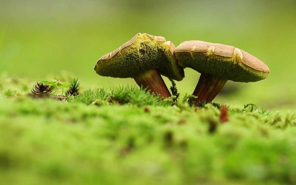 green, mushroom, nature, macro HD wallpaper