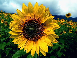 Sunflower in the field during day time
