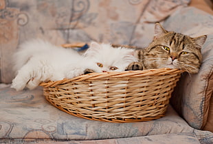 white Persian kitten and brown tabby cat in brown wicker basket on brown couch