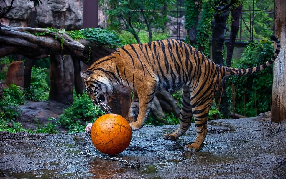 brown and black tiger, tiger HD wallpaper